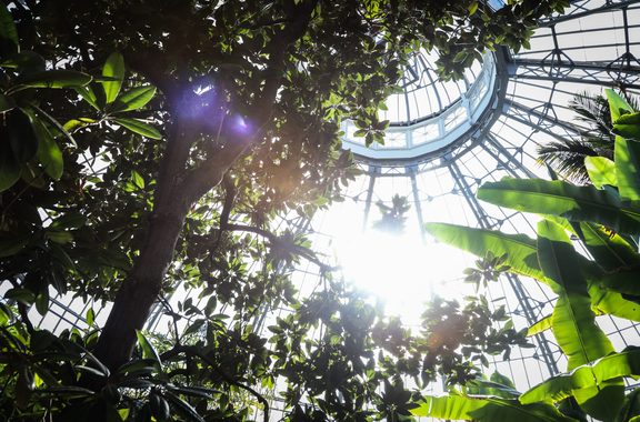 Looking up through palms to the glass dome of a conservatory