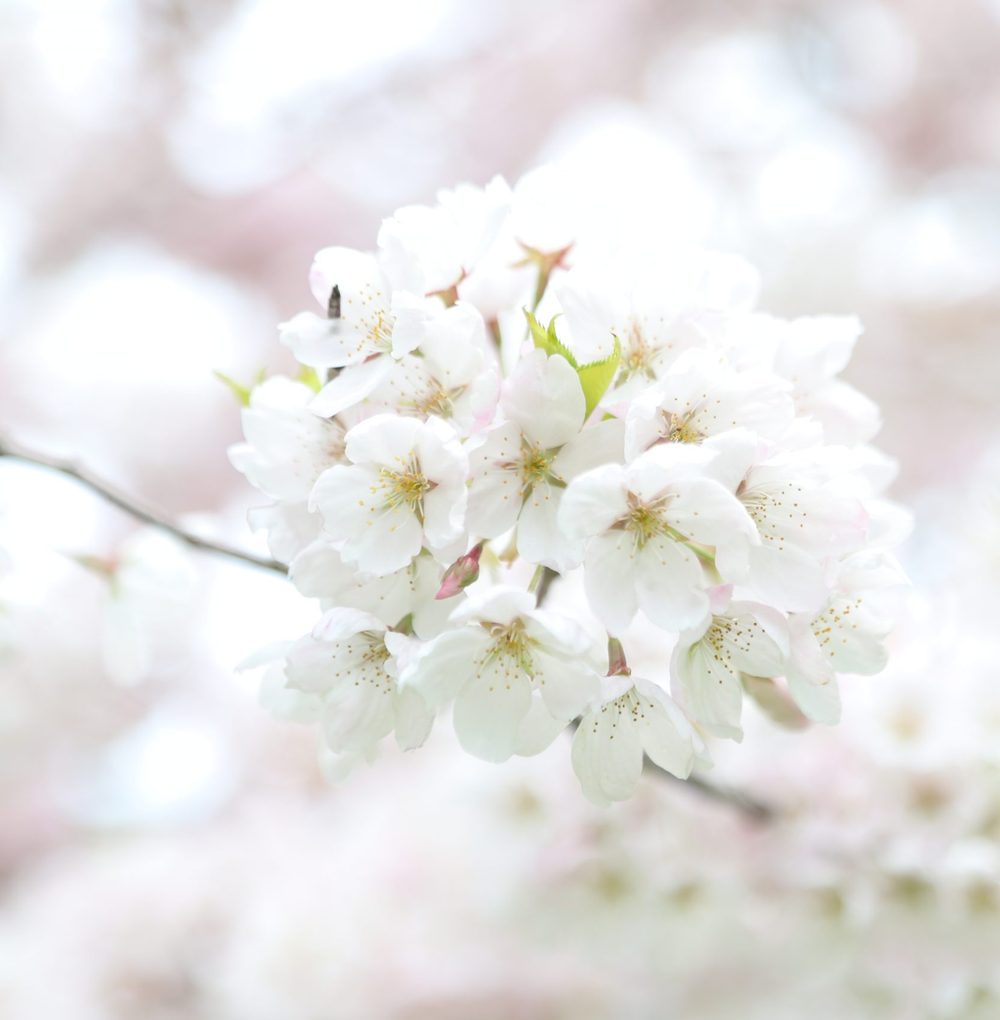White cherry blossoms on a branch, softly out of focus