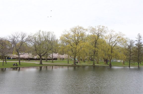 Willow trees reflected in calm water on the Toronto Islands